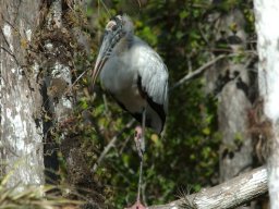 Florida_2007-2008-060